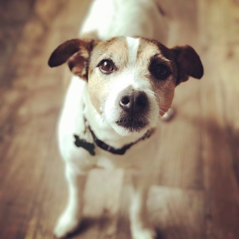 Keeping Your Pet Healthy In The Winter