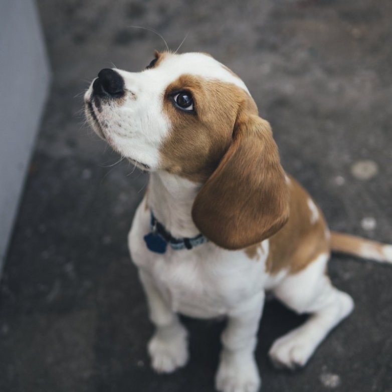 Should My Dog Be Eating This?