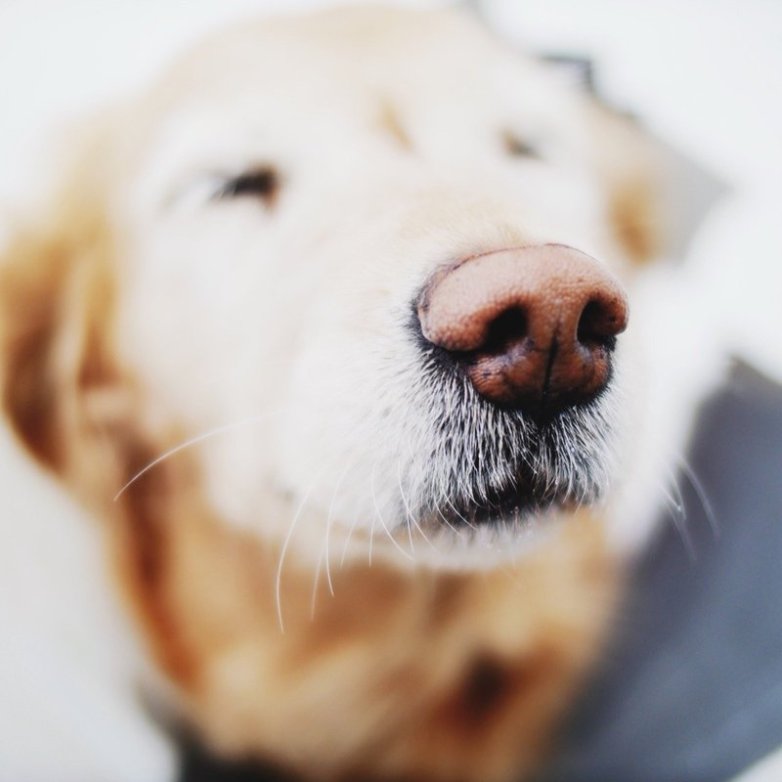 Your Pup And Their Paws