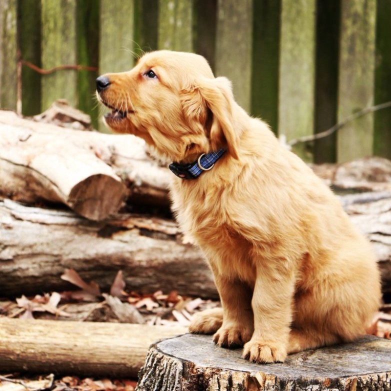 Deworming In Fall